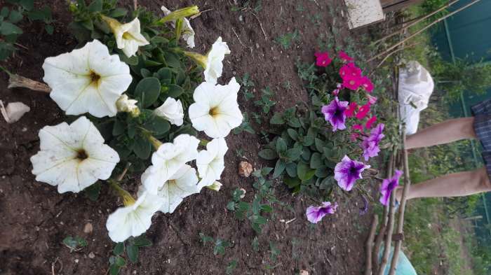 Фотография покупателя товара Семена цветов Петуния "Варвара Краса F1" многоцветковая, О, 10 шт - Фото 3