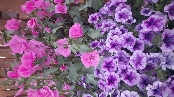 Фотография покупателя товара Семена цветов Петуния "Варвара Краса F1" многоцветковая, О, 10 шт - Фото 1