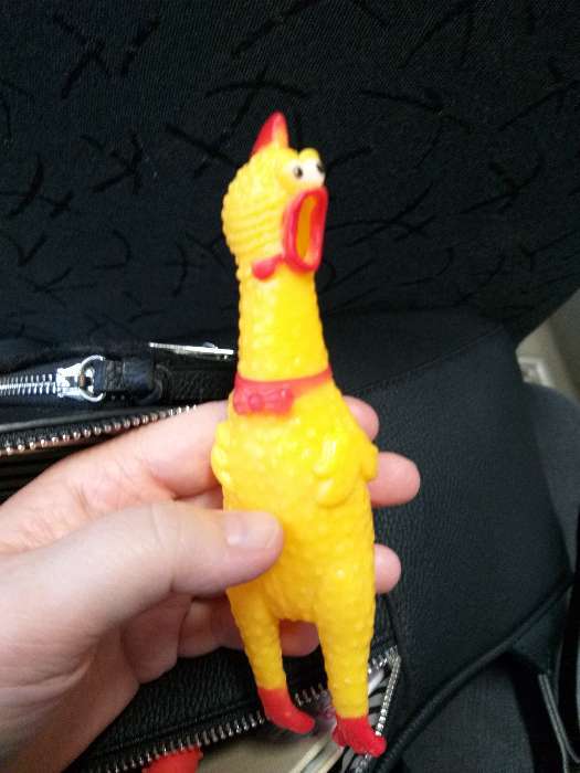 Фотография покупателя товара Игрушка пищащая "Задумчивая курица" малая для собак, 16,5 см, ярко-синяя - Фото 14