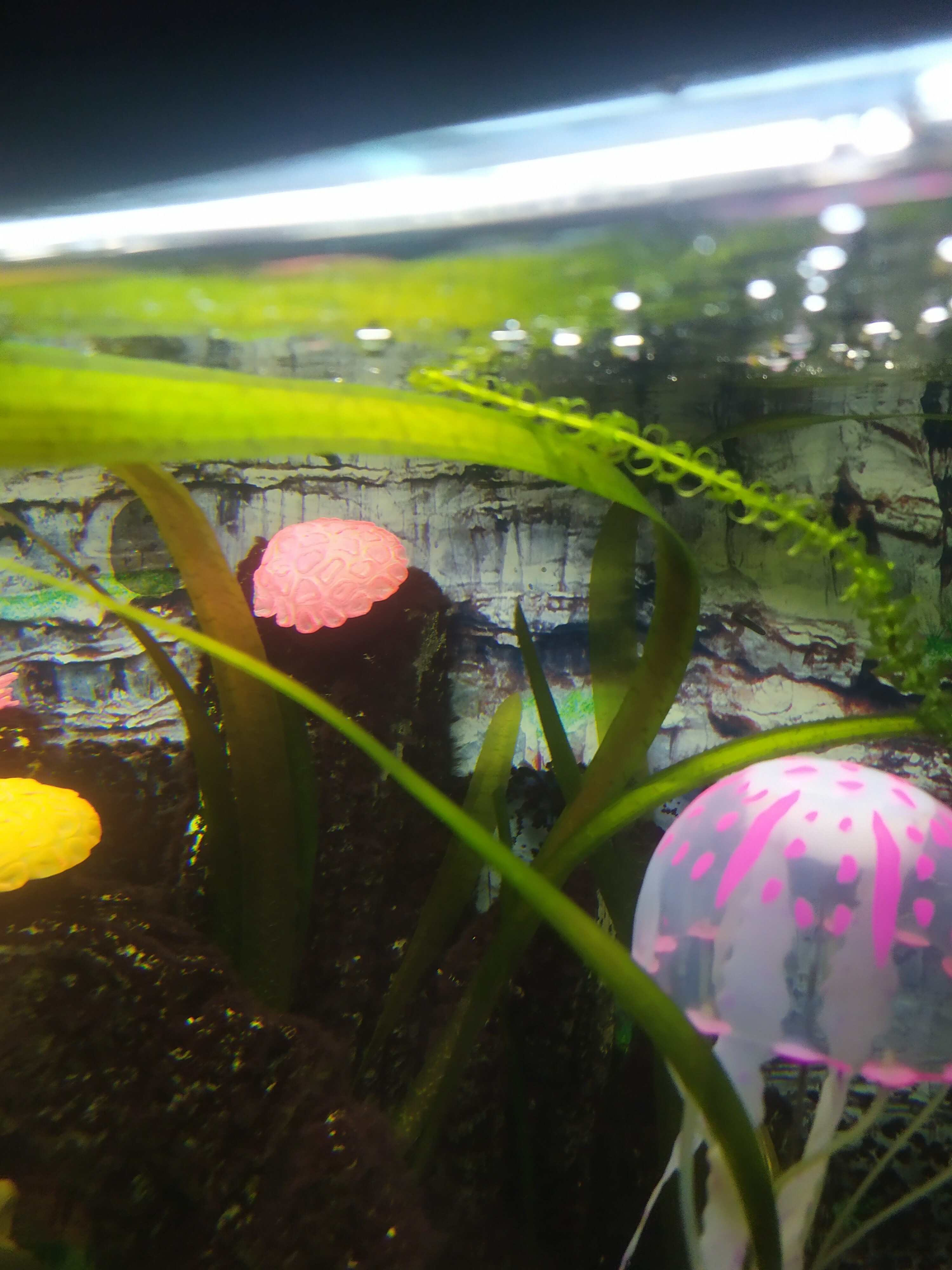 Фотография покупателя товара Декор для аквариума коралл Faviidae, 5×2.5 см, силиконовый, розовый - Фото 1