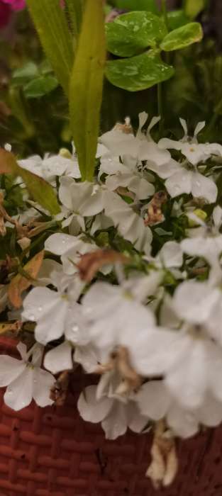 Фотография покупателя товара Семена цветов Лобелия кустовая «Николь», О, 8 шт.