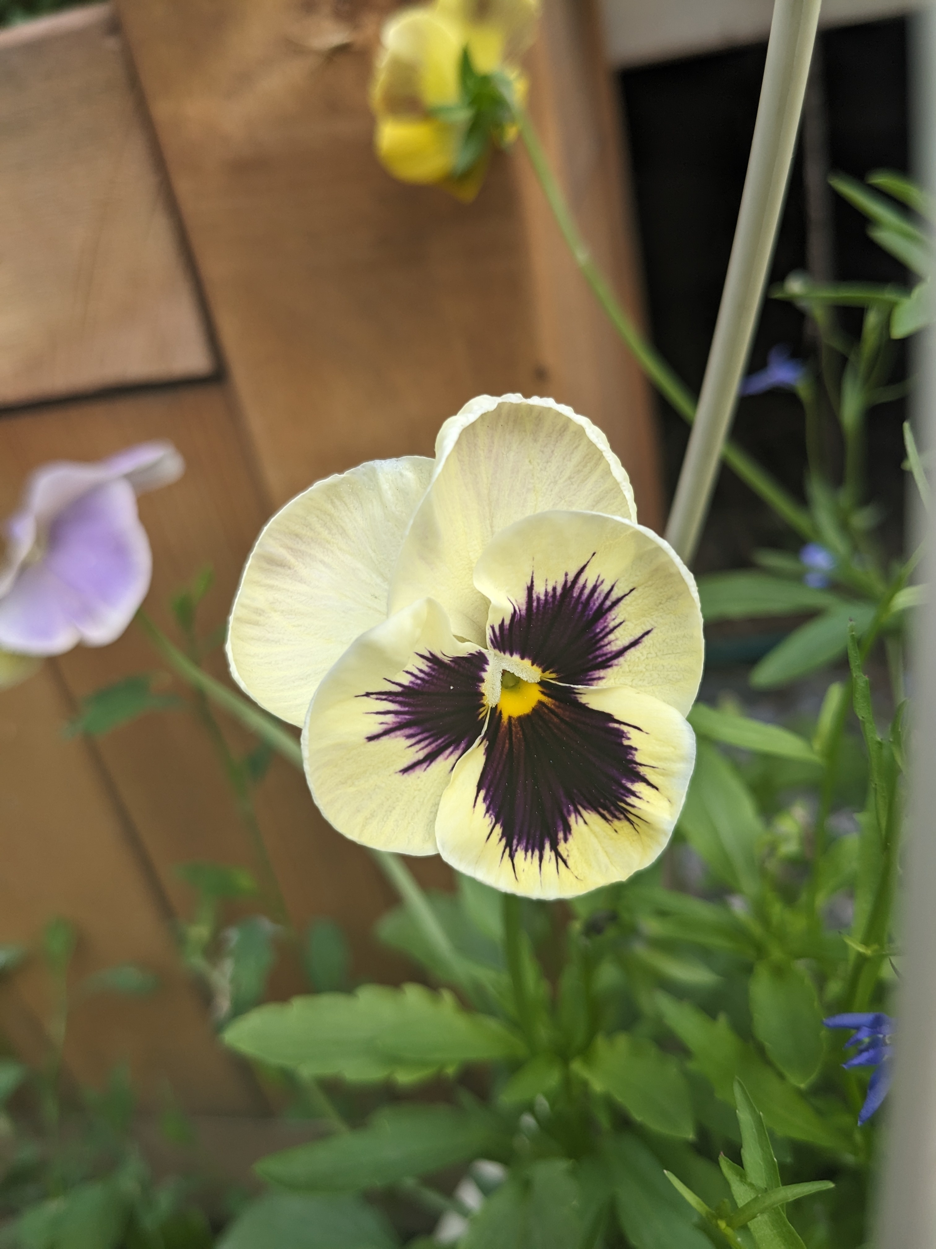 Фотография покупателя товара Семена цветов Виола "Шведские гиганты", серия "Кольчуга", Дв, 0,1 г - Фото 5
