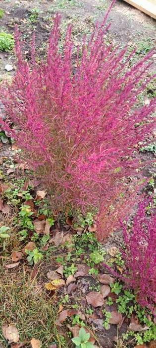 Фотография покупателя товара Семена цветов Кохия "Летний Кипр", 0,3 г - Фото 1