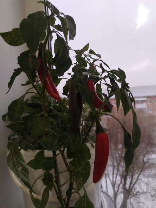 Фотография покупателя товара Семена Перец "Острый декоративный", серия Урожай на окне, 0,05 г - Фото 5