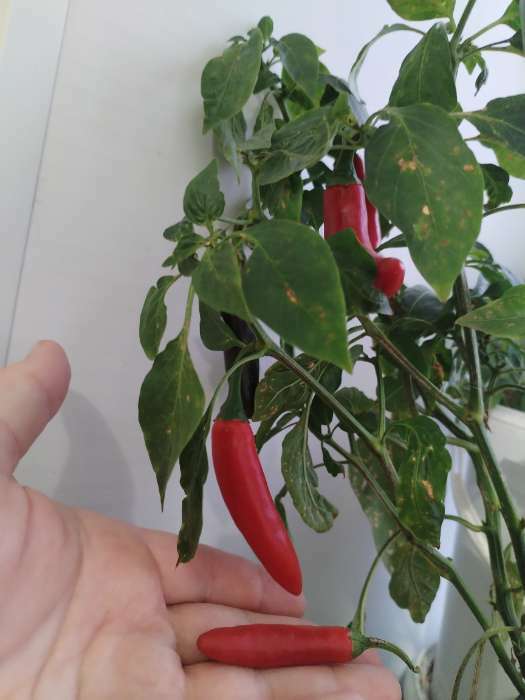 Фотография покупателя товара Семена Перец "Острый декоративный", серия Урожай на окне, 0,05 г - Фото 4