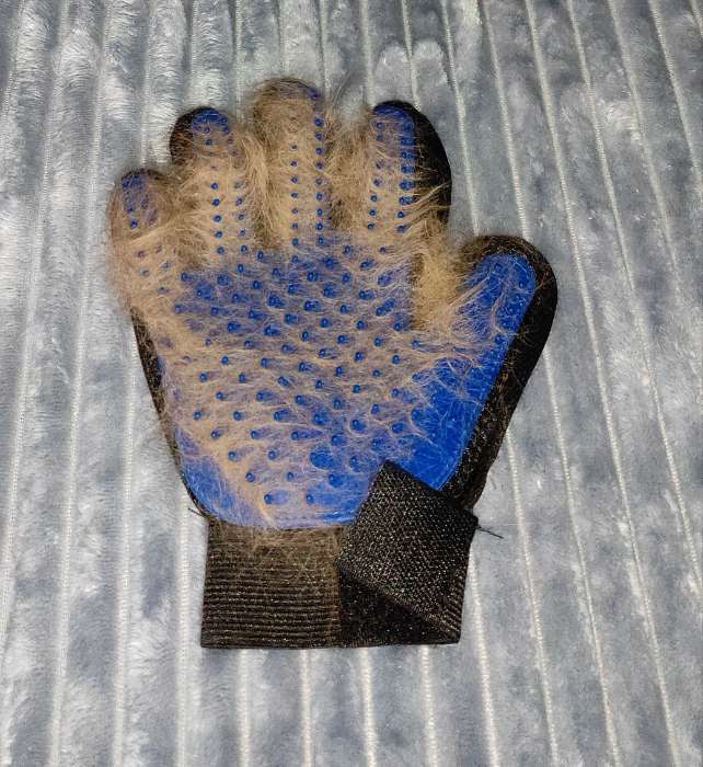 Фотография покупателя товара Перчатка - щетка для шерсти на правую руку с удлиненными зубчиками, синяя - Фото 1