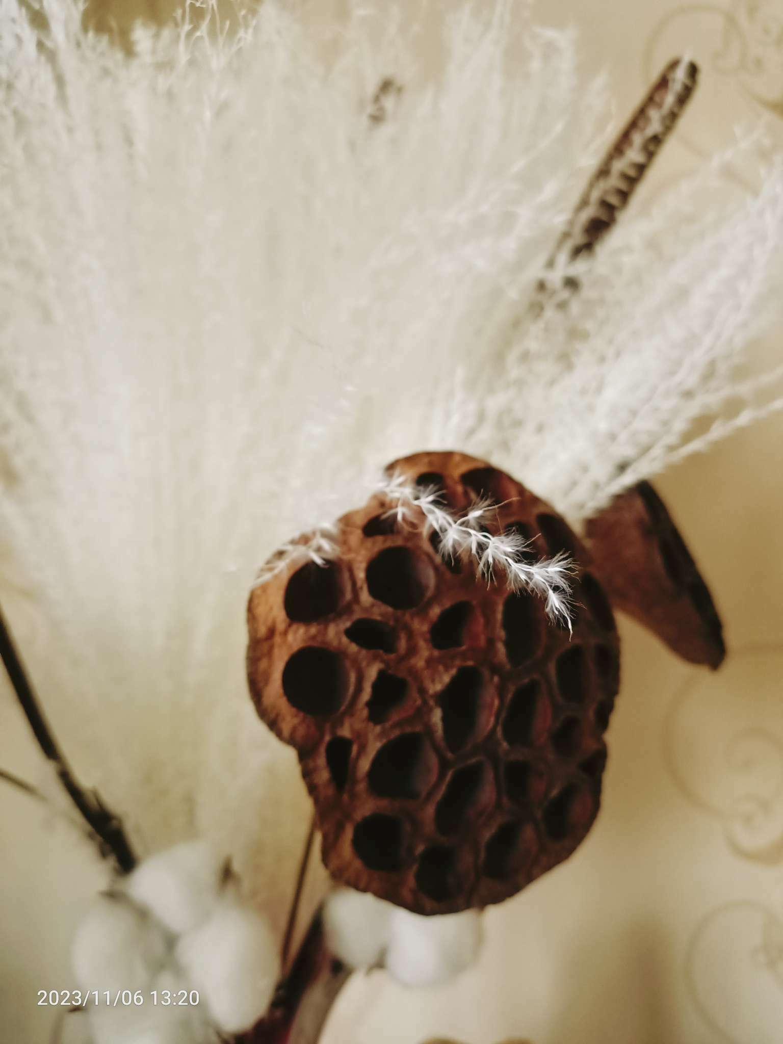 Фотография покупателя товара Декор сухоцвет «Лотос», d=8-11 см, коричневый - Фото 3