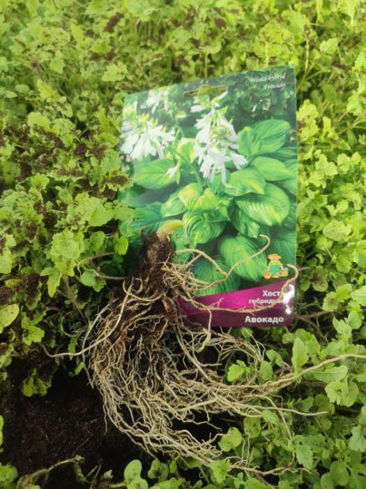 Фотография покупателя товара Хоста гибридная Авокадо, I р-р, 1 шт. 60*90 h(см), Осень 2025 - Фото 1