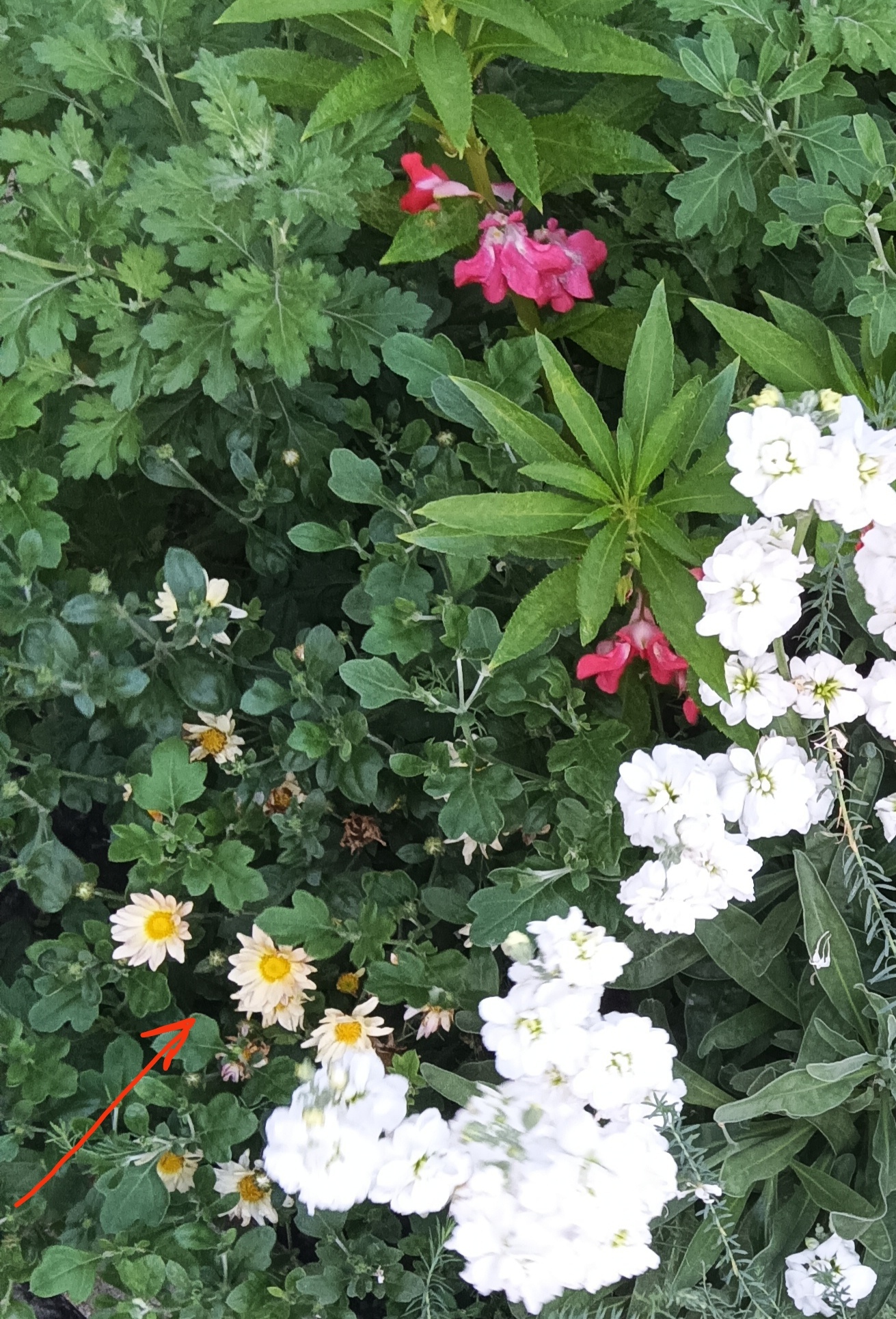Фотография покупателя товара Семена цветов Хризантема многоцветковая Корейская смесь, 0,02 г - Фото 2