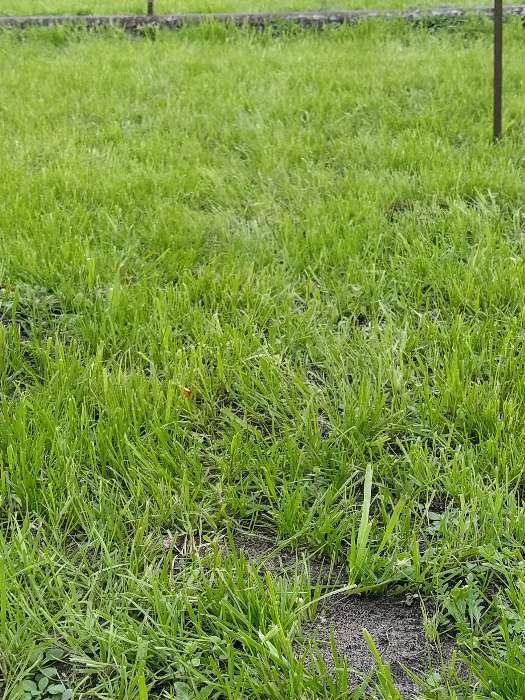 Фотография покупателя товара Семена газонной травы "ГазонCity", "Настоящий Газон", 2 кг - Фото 2