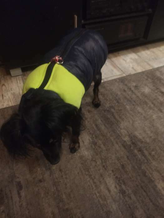 Фотография покупателя товара Куртка для собак на молнии, размер 18 (ДС 40 см, ОГ 50 см, ОШ 38 см), синяя с жёлтым