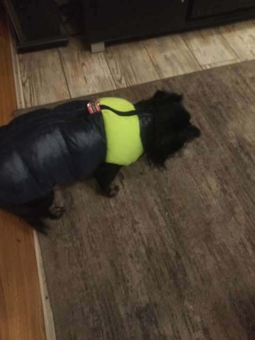 Фотография покупателя товара Куртка для собак на молнии, размер 18 (ДС 40 см, ОГ 50 см, ОШ 38 см), синяя с жёлтым - Фото 1