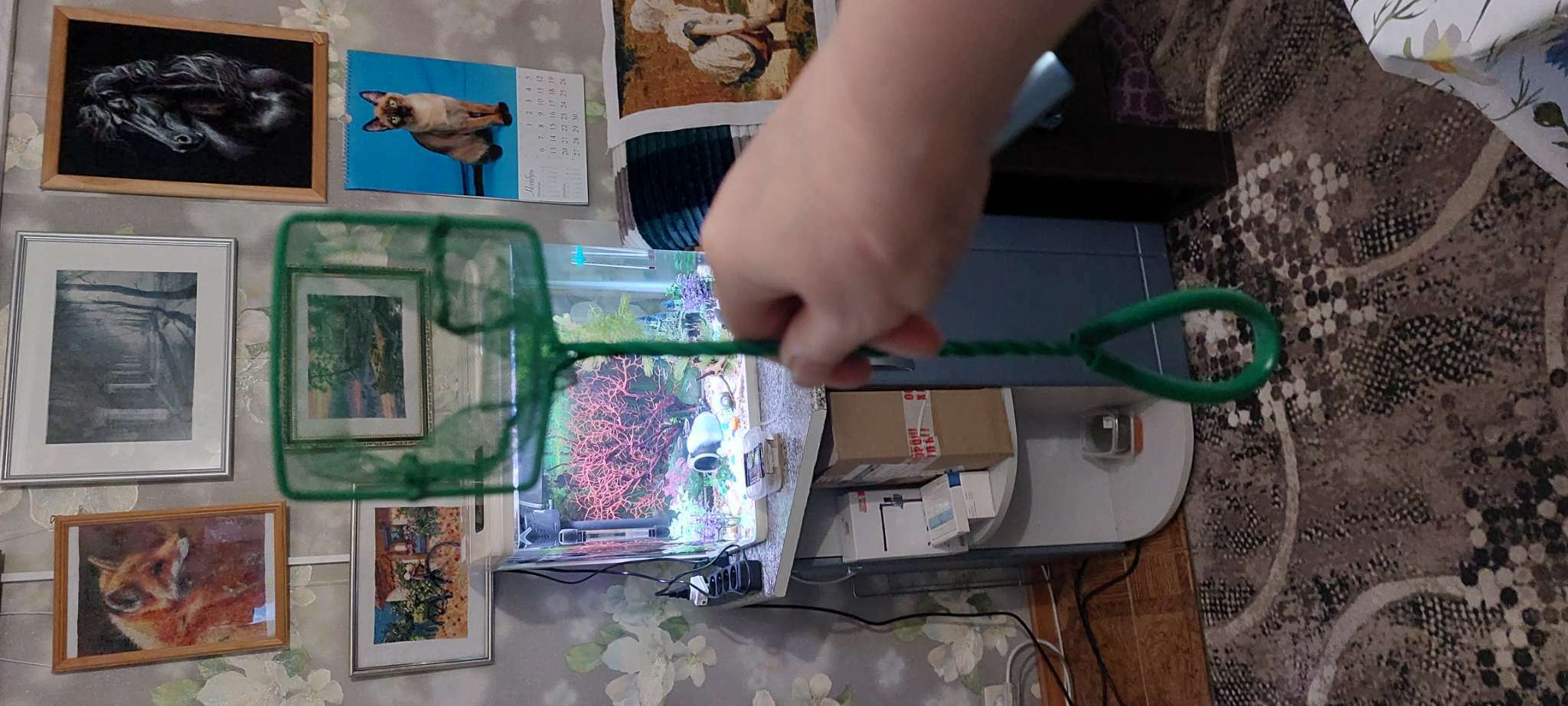 Фотография покупателя товара Сачок аквариумный 7,5 см, зелёный