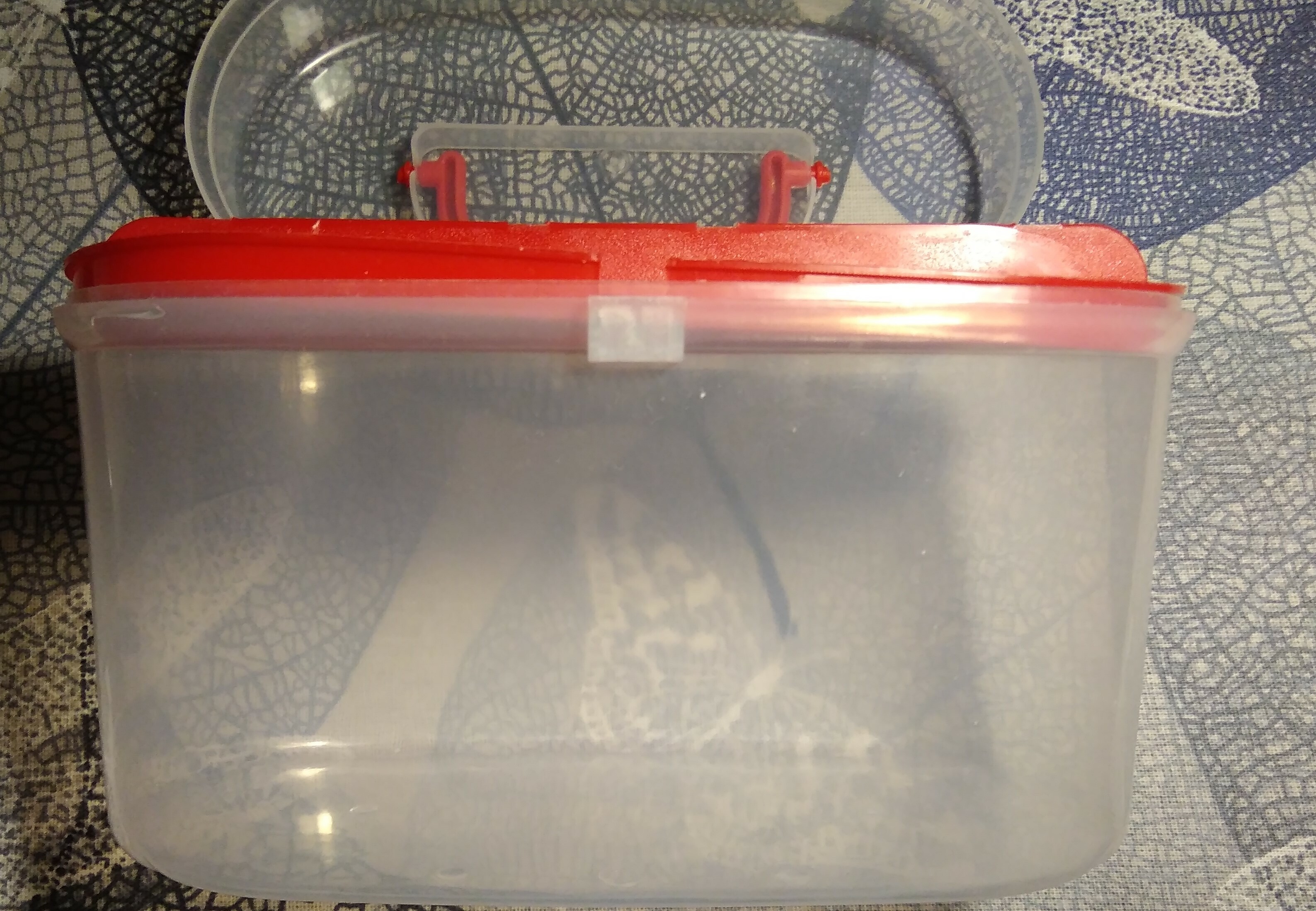 Фотография покупателя товара Бокс пластиковый для хранения со вставкой, 15×7,5×10 см, цвет МИКС - Фото 8