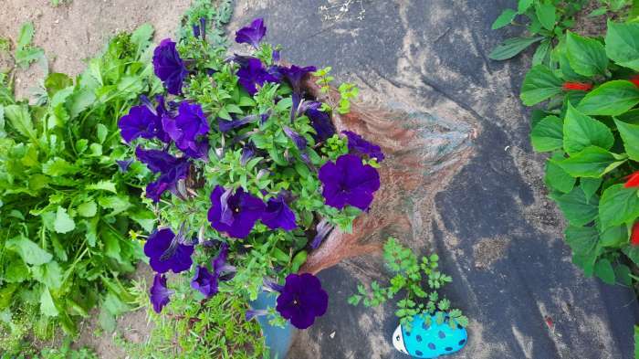 Фотография покупателя товара Семена Петуния Мамбо F1 синяя многоцветковая, 7 шт - Фото 11