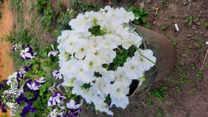 Фотография покупателя товара Семена Петуния "Мамбо" F1 белая многоцветковая, 7 шт - Фото 19