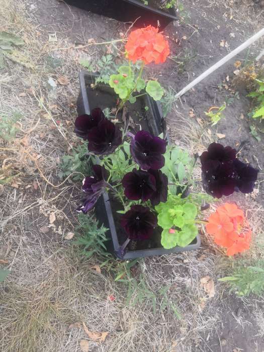 Фотография покупателя товара Семена комнатных цветов Пеларгония "Oранж", 4 шт.