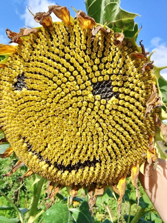 Фотография покупателя товара Семена Подсолнечник "Грызунчик", ц/п, 5 г - Фото 1