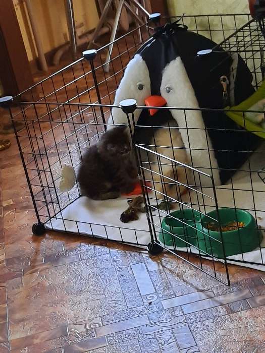 Фотография покупателя товара Домик для животных "Пингвин", 35 х 32 х 35 см - Фото 1