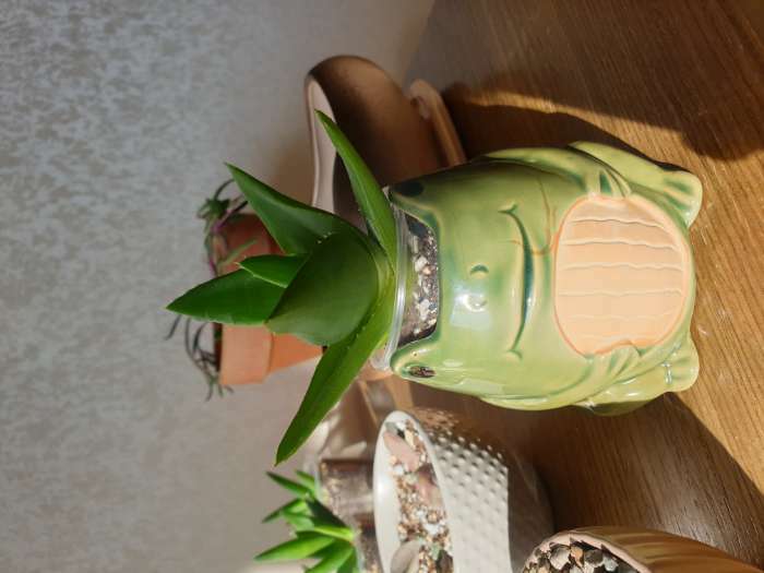 Фотография покупателя товара Горшок "Лягушка" зеленый, 8,5х8х9см - Фото 3