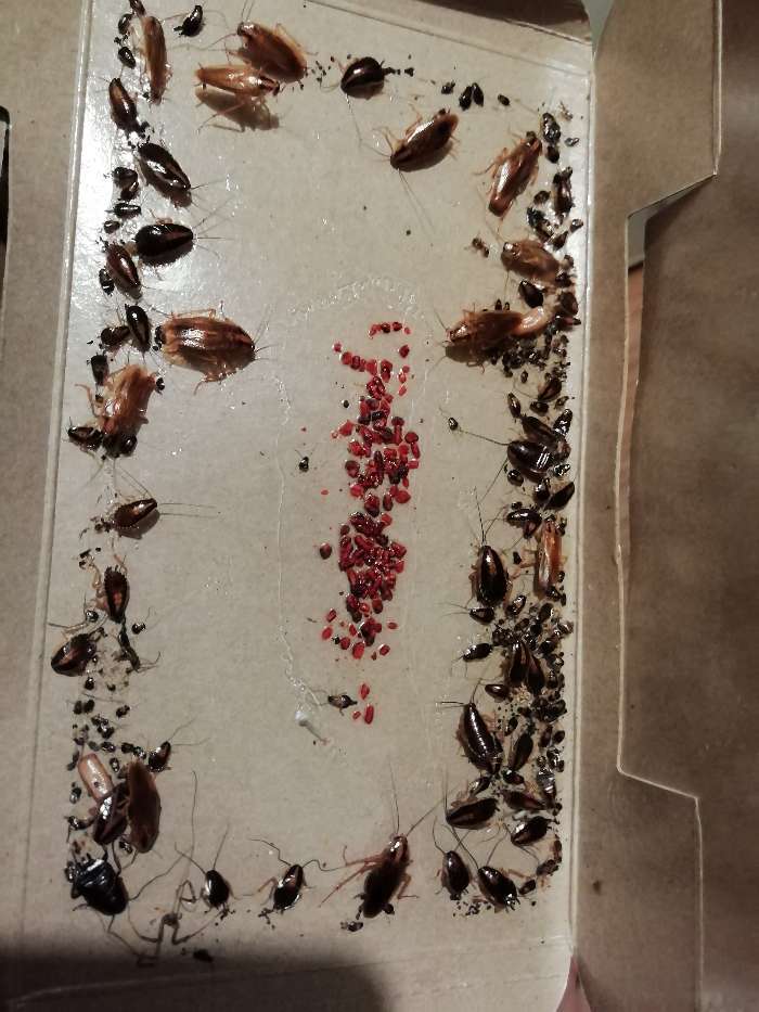 Фотография покупателя товара Клеевая ловушка от тараканов и муравьев "Бдительный Страж", домик, 1 шт.