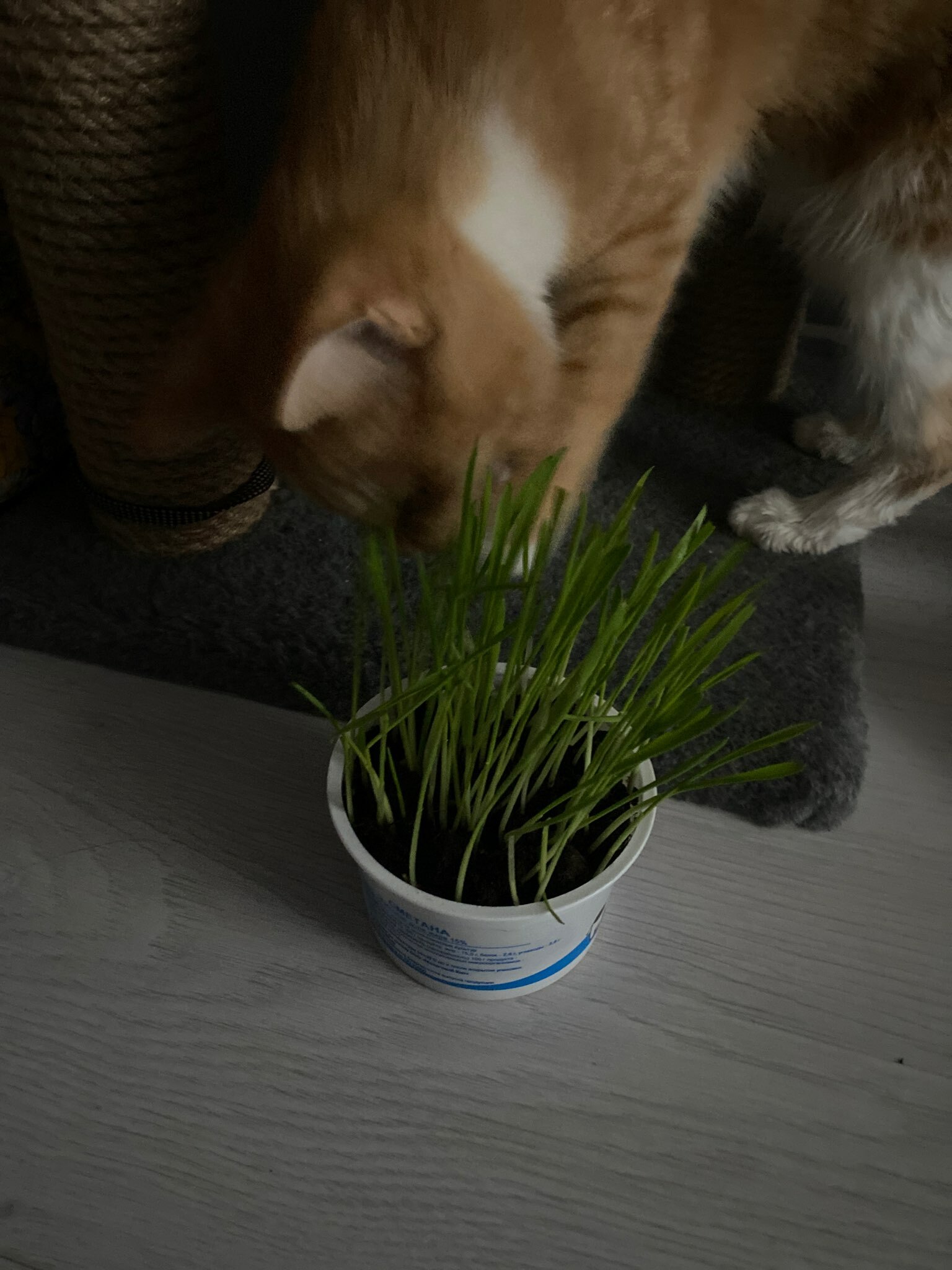 Фотография покупателя товара Семена Трава для кошек, 10 г - Фото 8