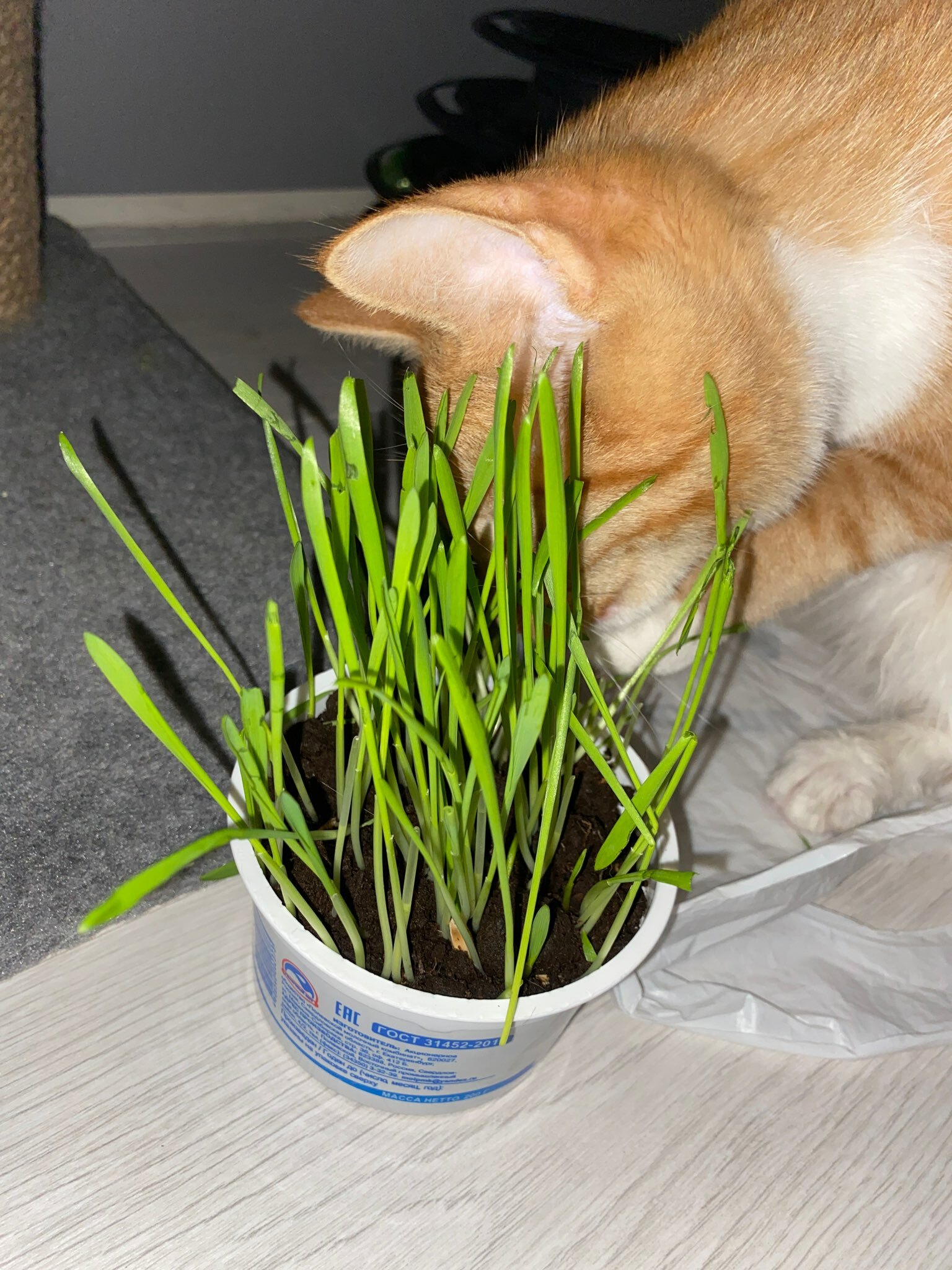 Фотография покупателя товара Семена Трава для кошек, 10 г - Фото 10