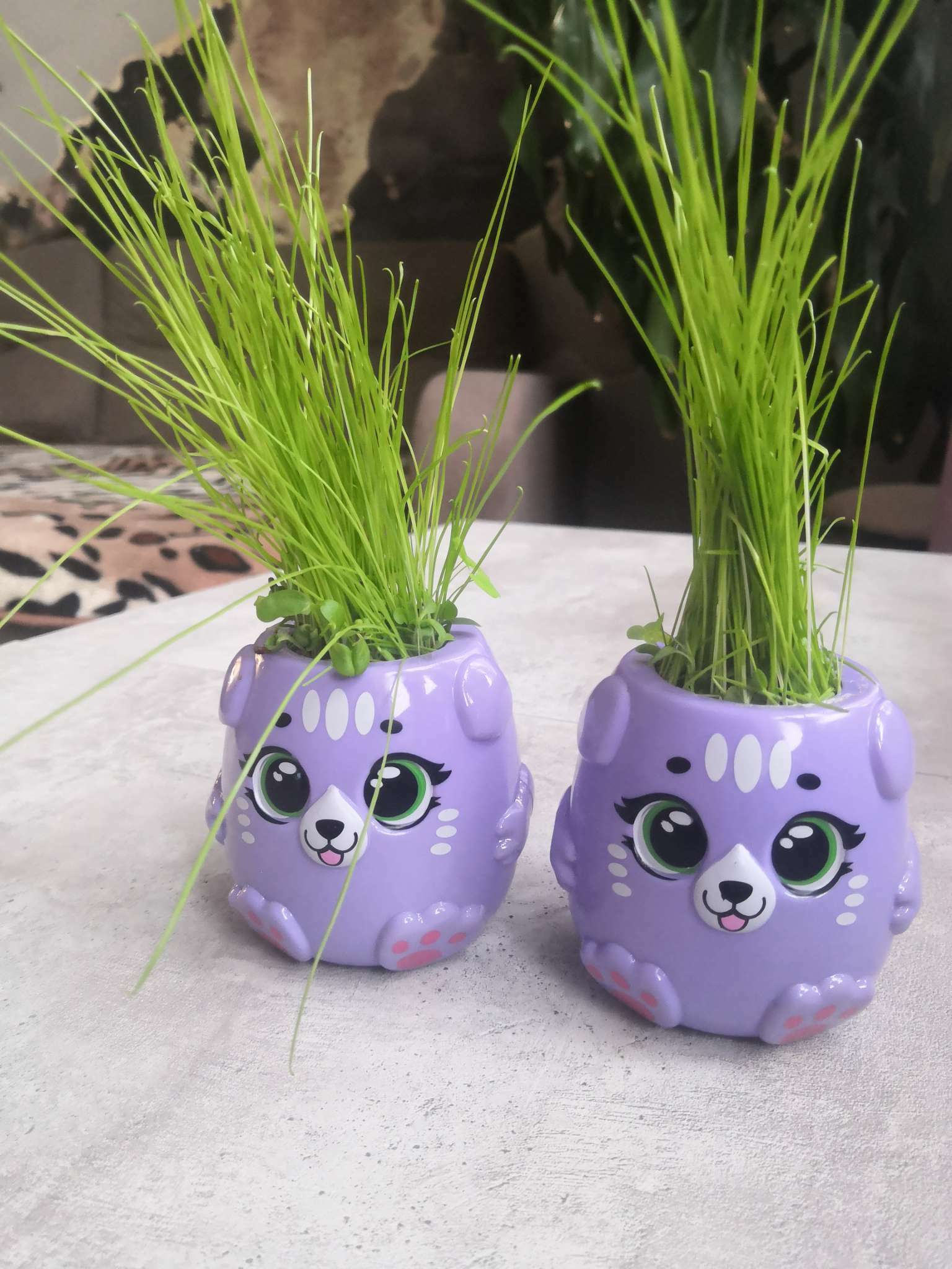 Фотография покупателя товара Набор для опытов «Котики. Выращиваем травку», фиолетовый горшочек