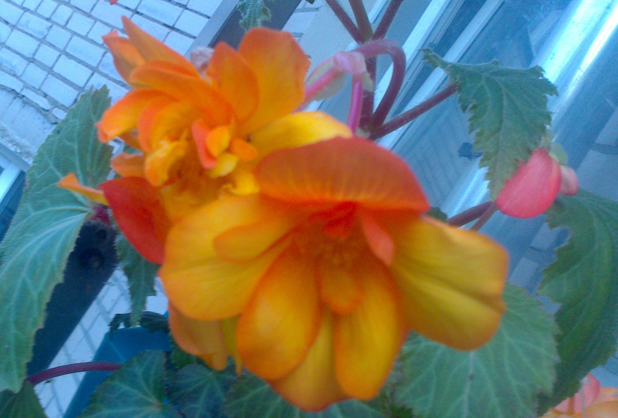 Фотография покупателя товара Семена цветов Бегония "Галатея", F1, клубневая, гранулы, 4 шт - Фото 1