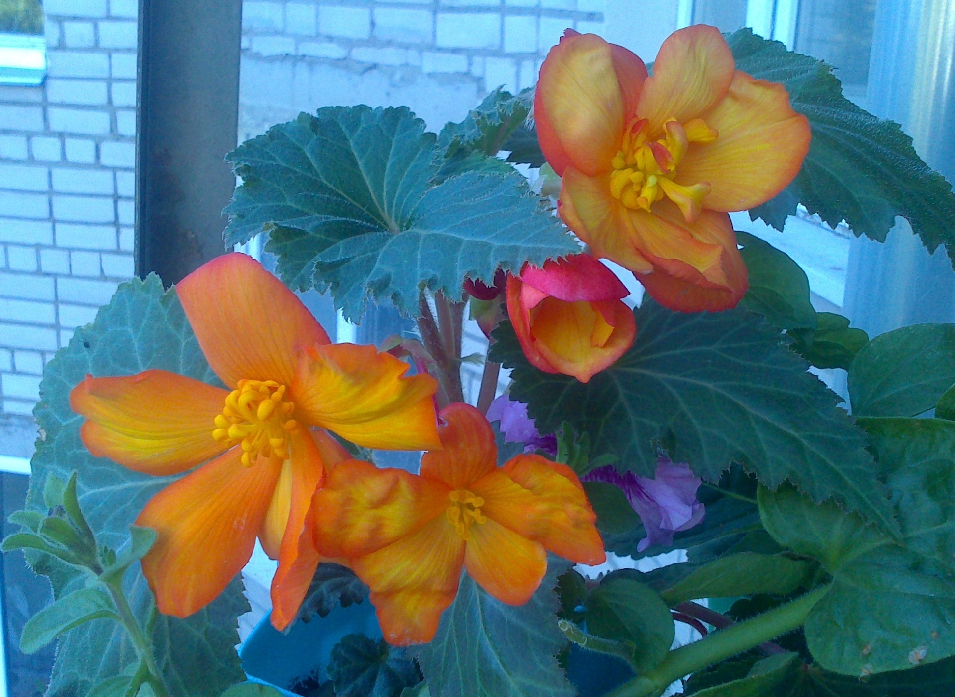 Фотография покупателя товара Семена цветов Бегония "Галатея", F1, клубневая, гранулы, 4 шт - Фото 2