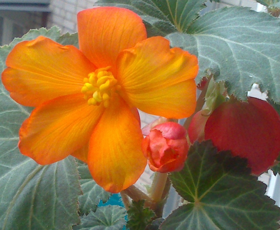 Фотография покупателя товара Семена цветов Бегония "Галатея", F1, клубневая, гранулы, 4 шт - Фото 3