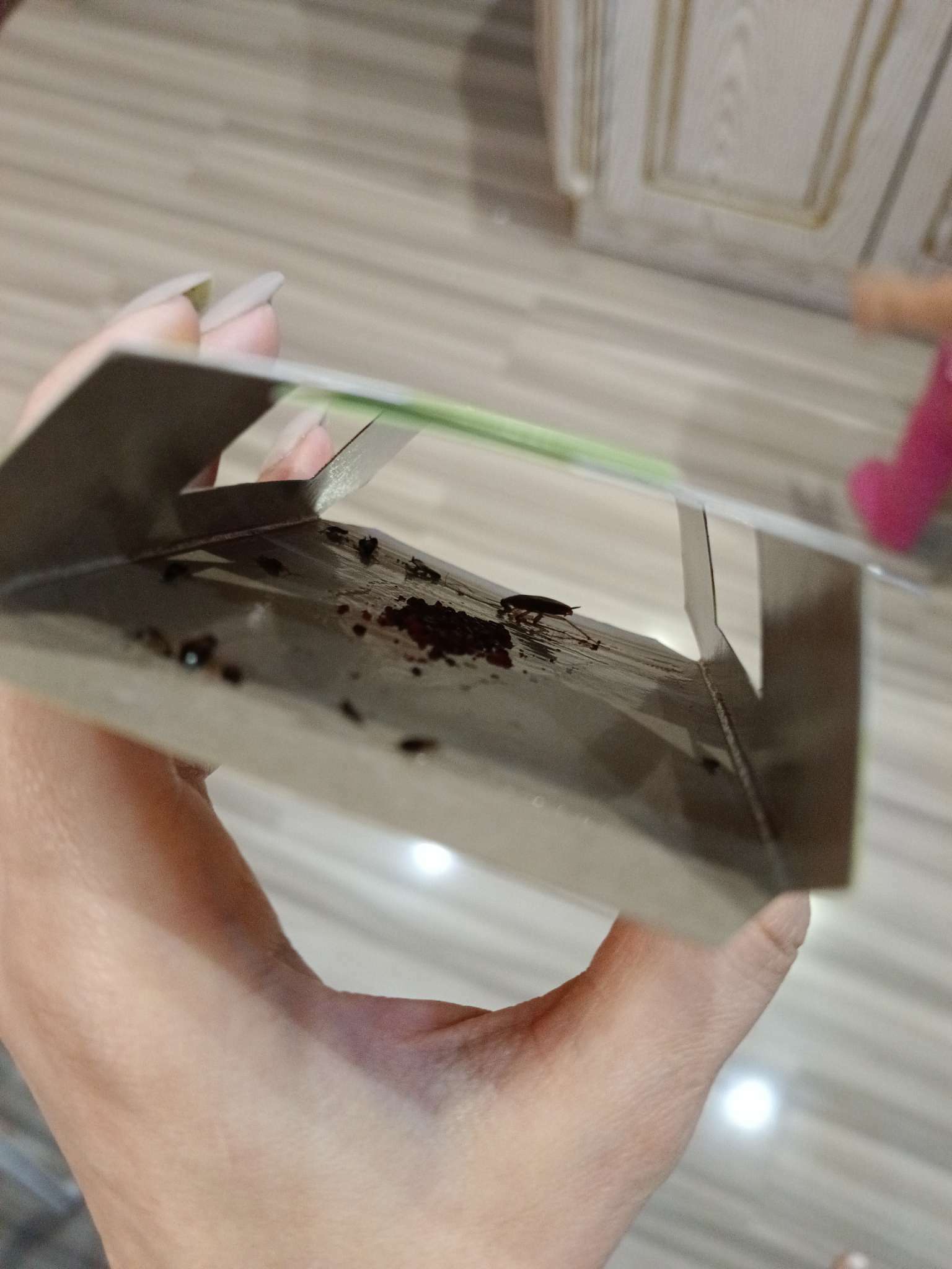Фотография покупателя товара Клеевая ловушка от тараканов ARGUS домик с приманкой, мини, 1 шт