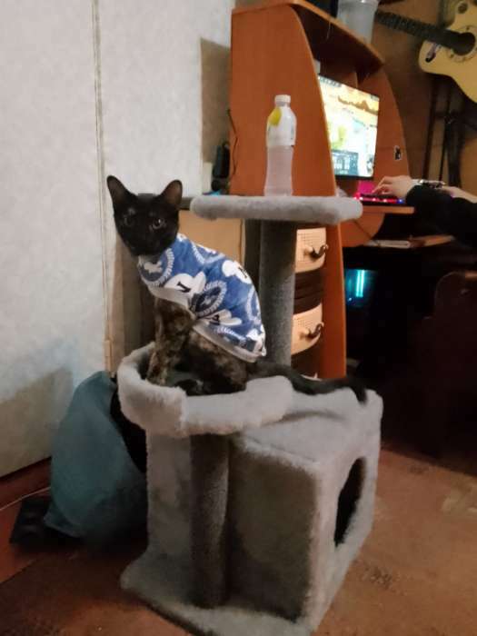 Фотография покупателя товара Домик для кошек с когтеточкой, 35×45×75 см, квадратный, 3х-этажный, ковролин, цвет МИКС - Фото 3