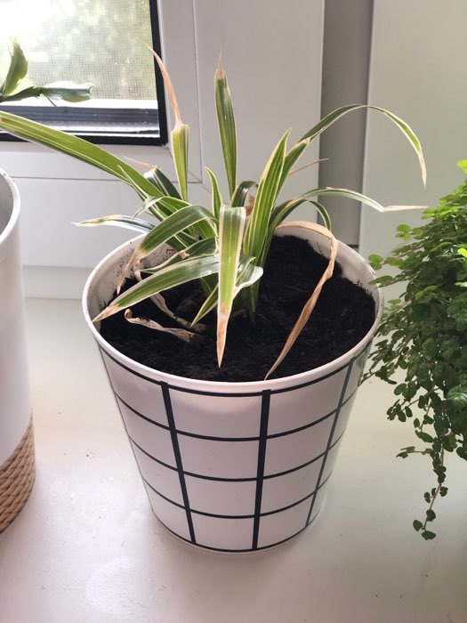 Фотография покупателя товара Кашпо для цветов «Черно-белая клетка», 0.8 л, 11×12 см - Фото 1