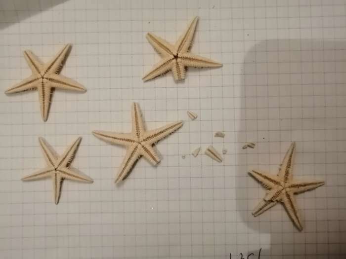 Фотография покупателя товара Набор из 5 морских звезд, размер каждой 3-5 см