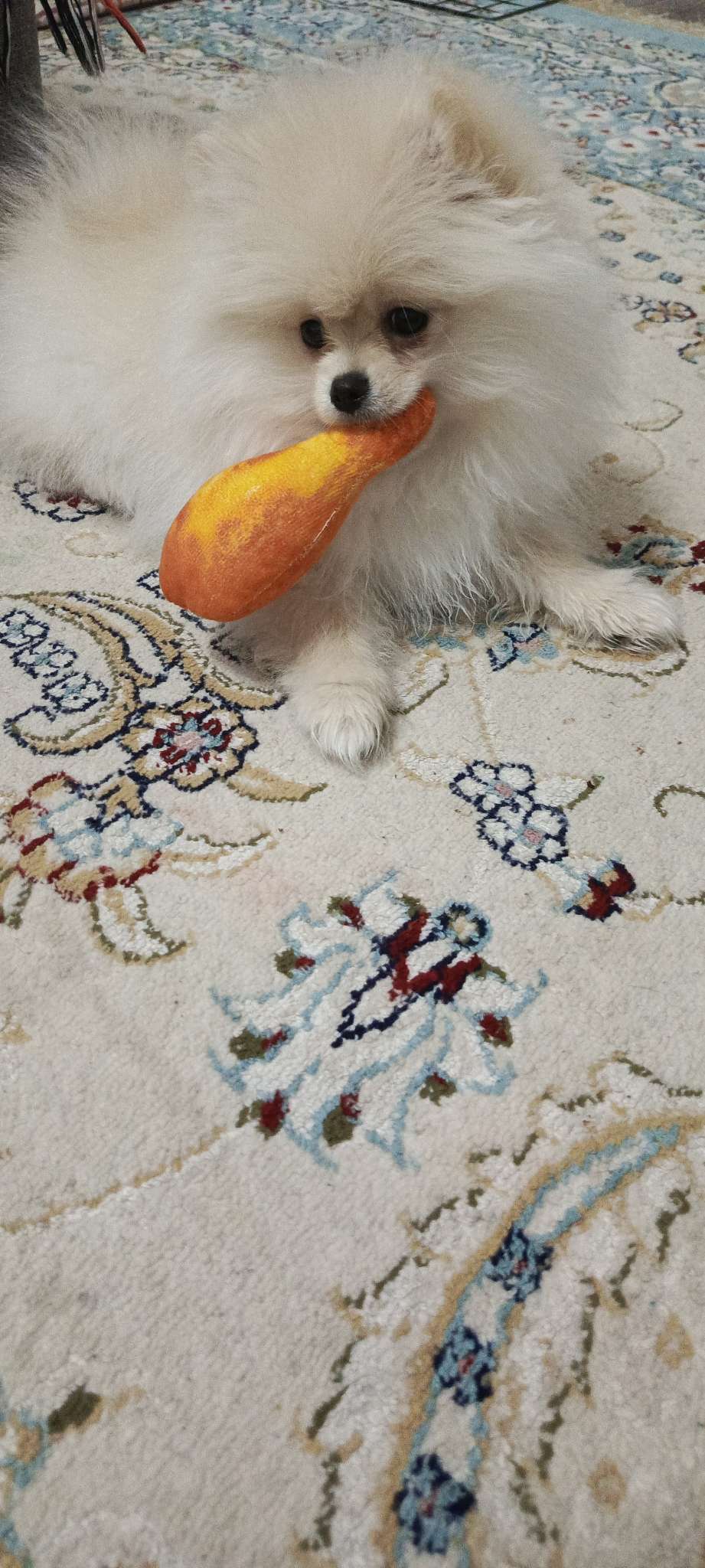 Фотография покупателя товара Игрушка для собак с пищалкой «‎Курочка»‎ из текстиля, 13,6 х 8 см