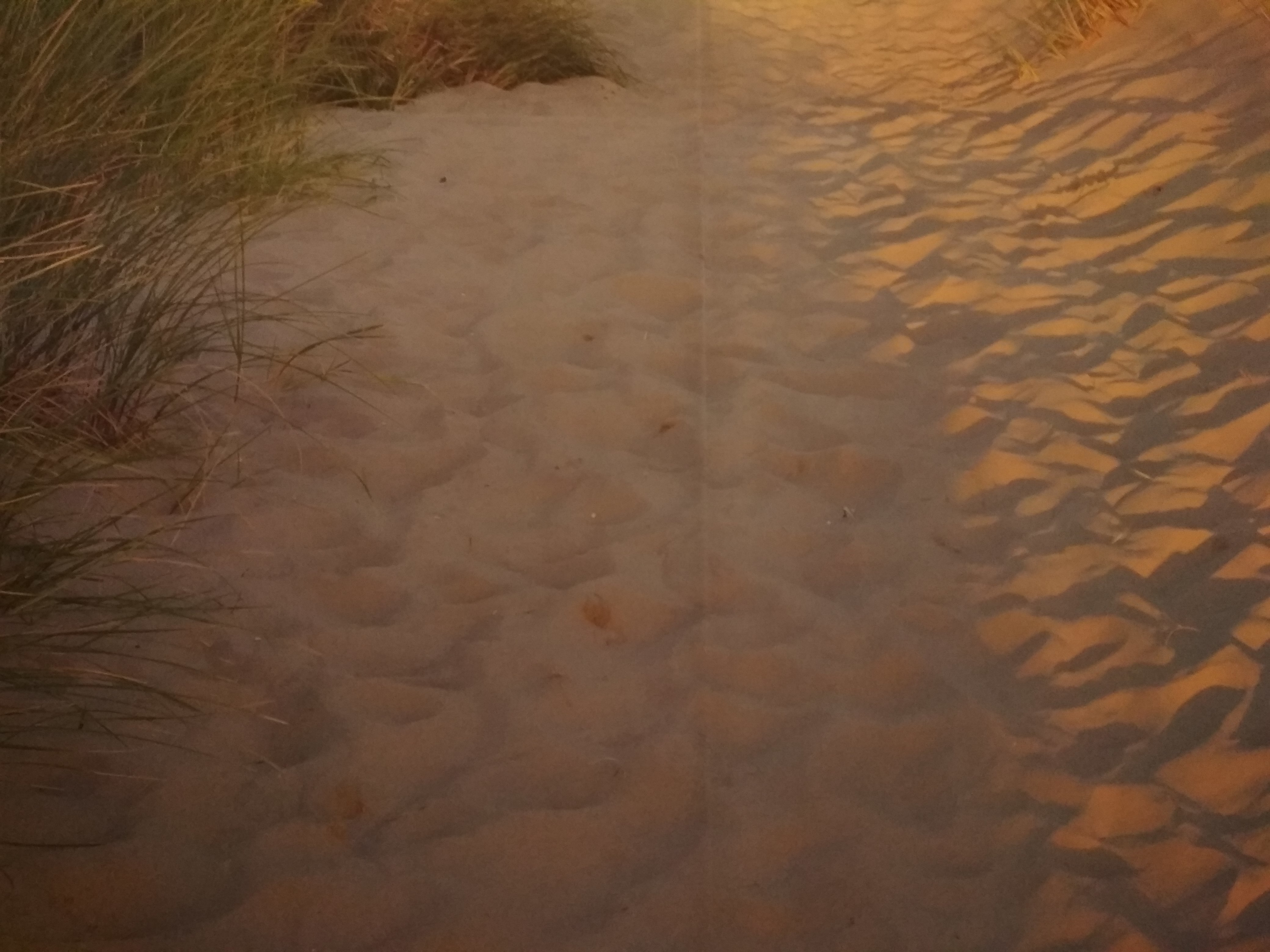 Фотография покупателя товара Фотообои Komar 8-995 Песчаный путь 368x254 см (состоит из 8 частей) - Фото 4