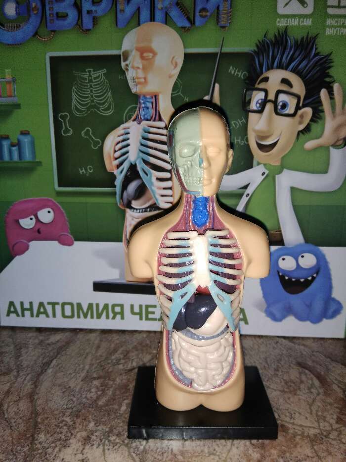 Фотография покупателя товара Набор для опытов «Анатомия человека»