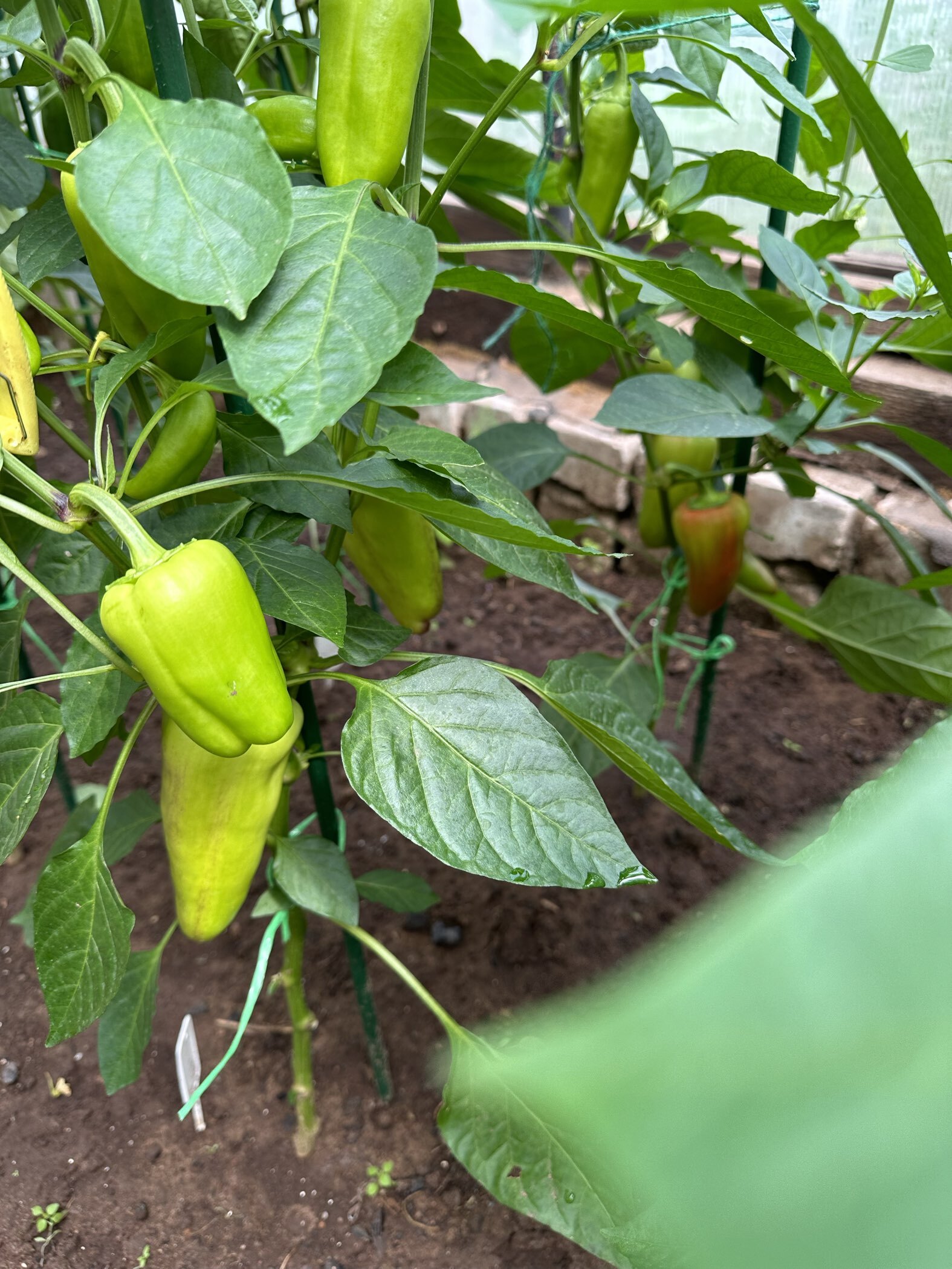 Фотография покупателя товара Семена Перец сладкий "Атилиус",  F1, 5 шт - Фото 3