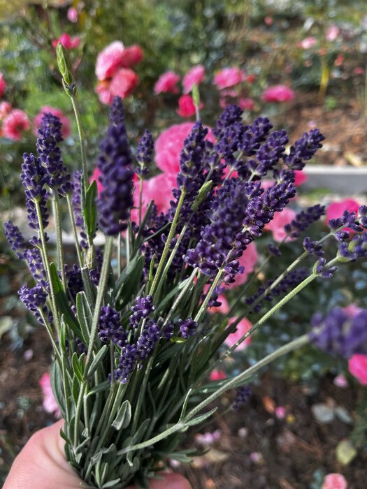 Фотография покупателя товара Семена цветов Лаванда "Пурпурный колос", узколистная, Сем. Алт, ц/п, 5 шт - Фото 7