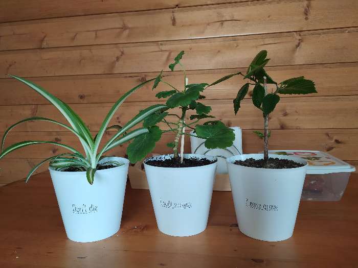 Фотография покупателя товара Набор кашпо 3 в 1 Please grow, 0.8 л, 11×12 см - Фото 1