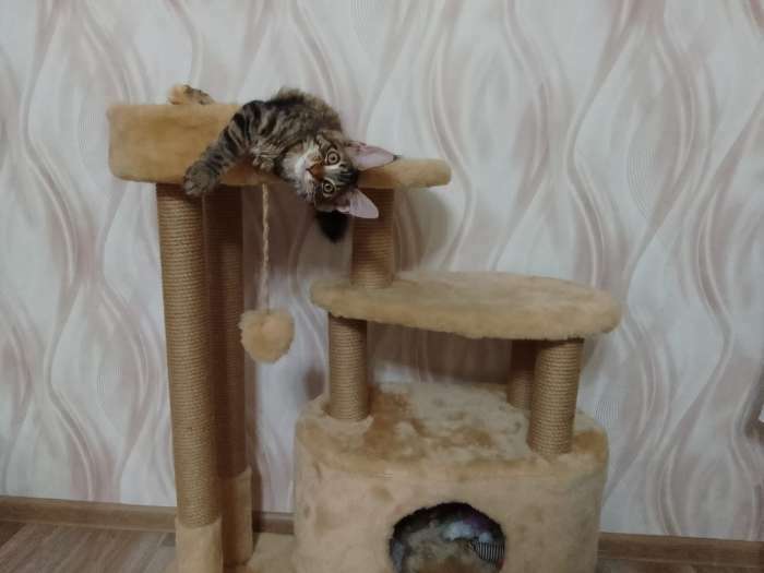 Фотография покупателя товара Домик для кошек с когтеточкой, овальный с площадкой, джут, 80 х33 х 91 см микс цветов - Фото 1