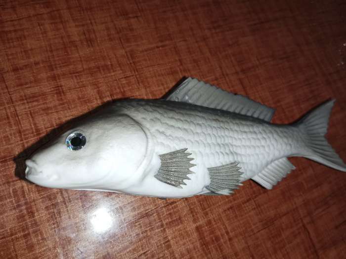 Фотография покупателя товара Муляж «Рыба лещ», 10×30 см - Фото 1