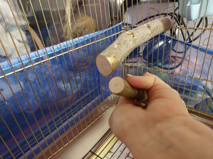 Фотография покупателя товара Одинарная древесная жердочка для птиц "Сила природы" с лакомством длина 17 см, диаметр 1,8-2