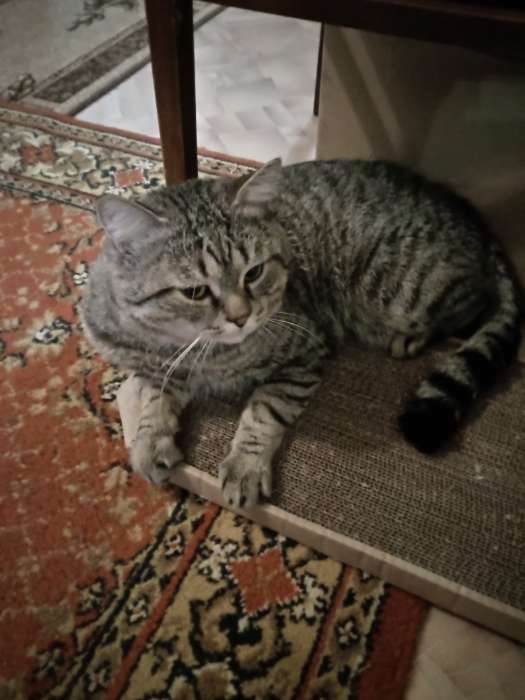 Фотография покупателя товара Когтеточка-лежанка для кошек "Пижон" из гофрокартона, 49 х 23 х 2,5 см, КРАФТ - Фото 9