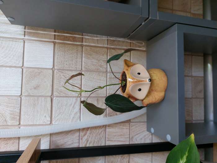 Фотография покупателя товара Горшок для цветов «Лисёнок Фред» керамический, 200 мл, 8×9×9 см, бирюзовый - Фото 25