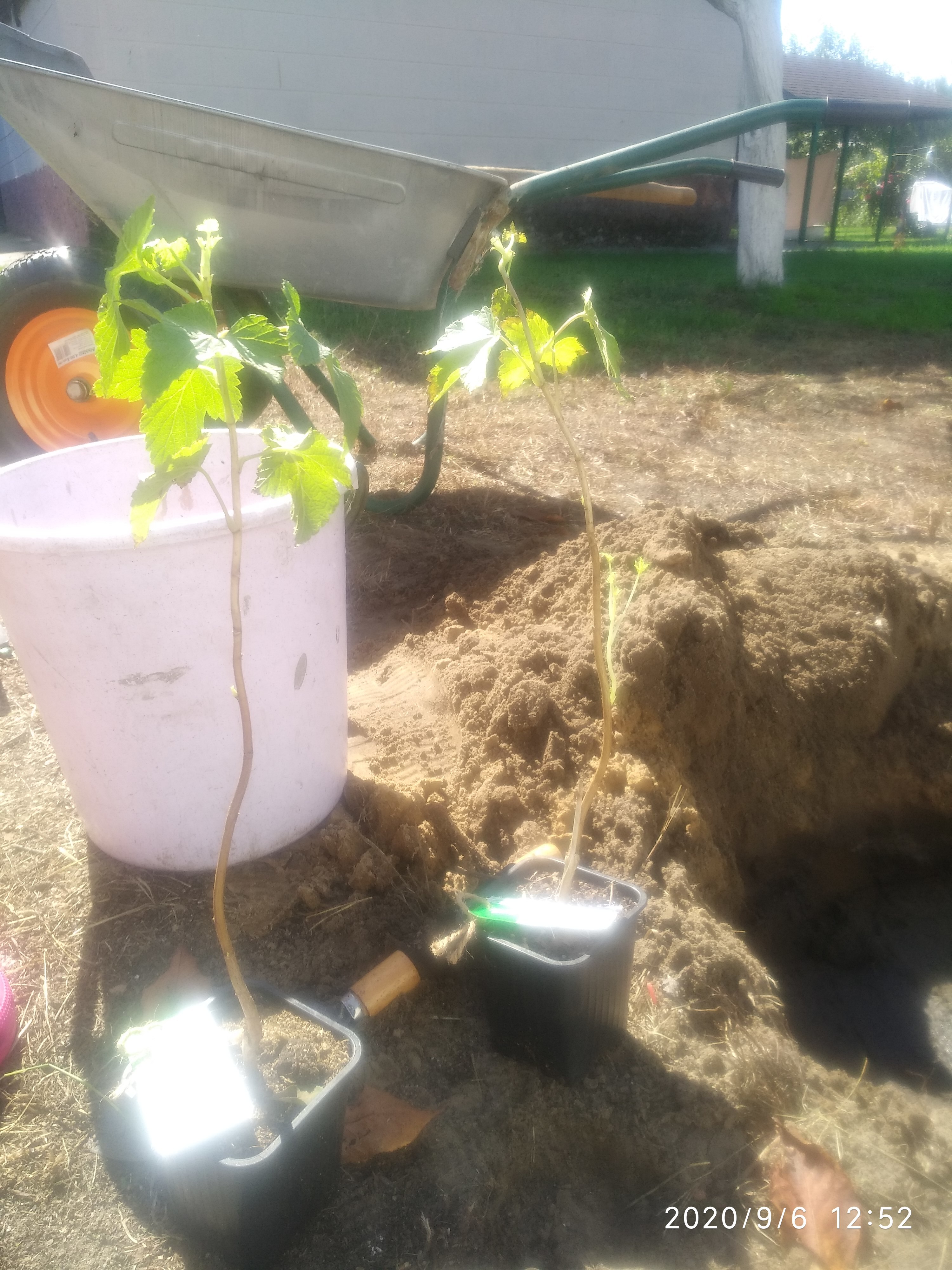 Фотография покупателя товара Саженец Спирея (горшок р9) Сиренецветная, 1 шт, Осень 2025 - Фото 1