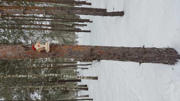 Фотография покупателя товара Кормушка для птиц, 17×10.5×15.5 см, Greengo - Фото 3