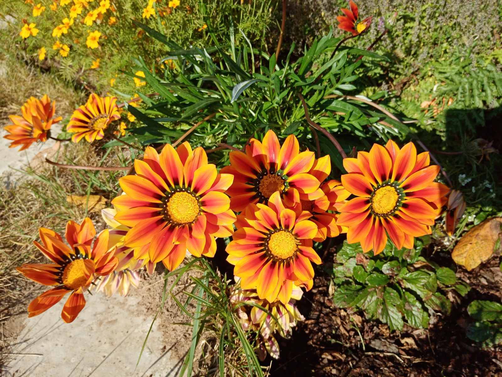 Фотография покупателя товара Семена цветов Гацания крупноцветковая «Триада», ц/п, смесь, для балкона, веранды, цветника, однолетник, низкорослая, 0.05 г - Фото 7