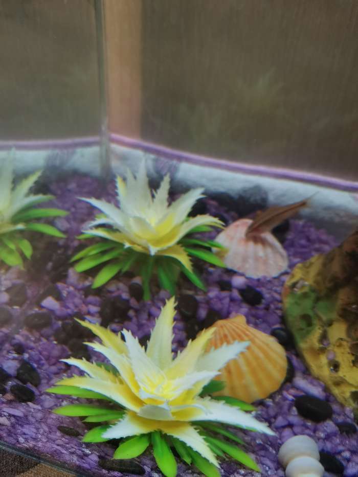 Фотография покупателя товара Растение искусственное аквариумное, 11х9х6 см, (набор 2 шт) микс цветов - Фото 1
